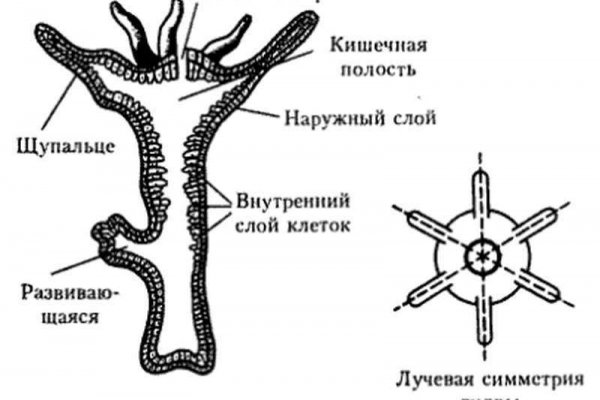 Ссылки онион